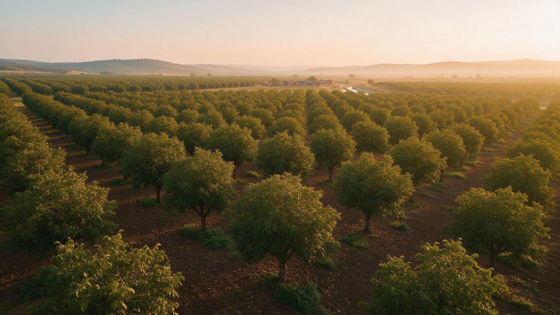 Campos agrícolas al atardecer